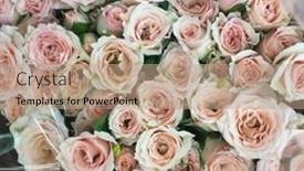  Presentation with pink flowers - PPT theme having closeup-beautiful-bouquet-of-flowers background and a coral colored foreground