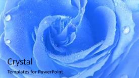  Presentation with blue rose - Colorful presentation enhanced with closeup blue rose covered backdrop and a light blue colored foreground