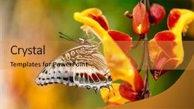  Presentation with butterfly - Presentation theme having closeup butterfly on flower blossom background and a gold colored foreground