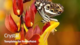  Presentation with gross blossom - Cool new presentation theme with closeup butterfly on flower blossom backdrop and a  colored foreground
