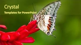  Presentation with butterfly - PPT theme having closeup butterfly on flower blossom background and a tawny brown colored foreground