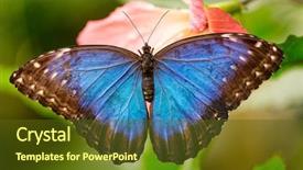  Presentation with butterfly - Theme featuring closeup butterfly on flower blossom background and a tawny brown colored foreground