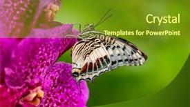  Presentation with butterfly - PPT layouts consisting of closeup butterfly on flower blossom background and a tawny brown colored foreground