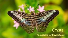 Presentation with lotus blossom - Amazing PPT theme having closeup butterfly on flower blossom backdrop and a  colored foreground