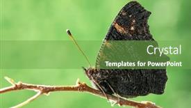 Presentation with insect - Presentation design having closeup-butterfly-on-twig background and a seafoam green colored foreground