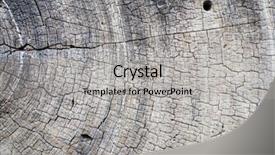  Presentation with dry pineapple close up many - Slide set enhanced with closeup dry tree saw cut background and a  colored foreground