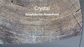  Presentation with dry - Cool new PPT theme with closeup dry tree saw cut backdrop and a  colored foreground