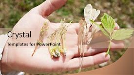  Presentation with juvenile - PPT theme having closeup female hand with juvenile background and a lemonade colored foreground