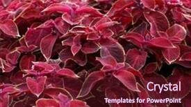  Presentation with nettle - Colorful slides enhanced with closeup flame nettle coleus bumei leaves backdrop and a tawny brown colored foreground