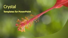  Presentation with flower - PPT theme enhanced with flower's stamen gurgaon haryana background and a  colored foreground