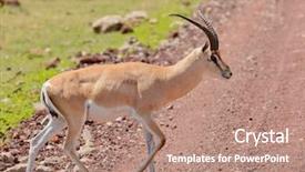  Presentation with closeup details of thai rice - Amazing PPT layouts having closeup of grant's gazelle backdrop and a coral colored foreground