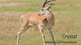  Presentation with name - Slides enhanced with closeup of grant's gazelle background and a coral colored foreground