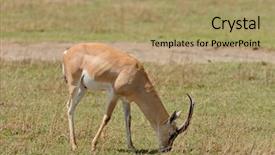  Presentation with scientific 3d rendering - Colorful theme enhanced with closeup of grant's gazelle backdrop and a coral colored foreground