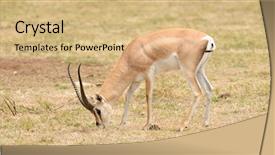  Presentation with name - Theme enhanced with closeup of grant's gazelle background and a coral colored foreground