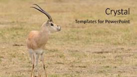  Presentation with name - Beautiful slide deck featuring closeup of grant's gazelle backdrop and a coral colored foreground