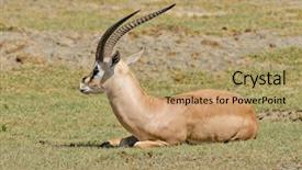  Presentation with scientific journals - Slide set consisting of closeup of grant's gazelle background and a coral colored foreground