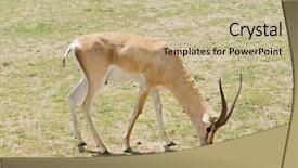  Presentation with scientific 3d rendering - Amazing presentation theme having closeup of grant's gazelle backdrop and a mint green colored foreground