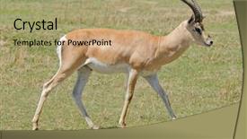  Presentation with name - Amazing presentation theme having closeup of grant's gazelle backdrop and a mint green colored foreground