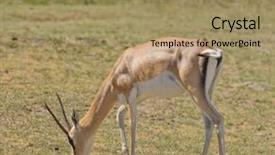  Presentation with scientific officer - Slide set consisting of closeup of grant's gazelle background and a coral colored foreground