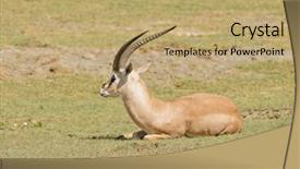  Presentation with hello my name - PPT layouts having closeup of grant's gazelle background and a coral colored foreground