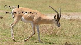  Presentation with scientific police - Cool new PPT layouts with closeup of grant's gazelle backdrop and a coral colored foreground