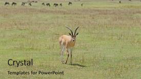  Presentation with name - Amazing PPT theme having closeup of grant's gazelle backdrop and a mint green colored foreground