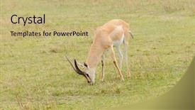  Presentation with name - Slide deck featuring closeup of grant's gazelle background and a coral colored foreground