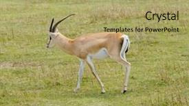  Presentation with scientific - Audience pleasing theme consisting of closeup of grant's gazelle backdrop and a mint green colored foreground