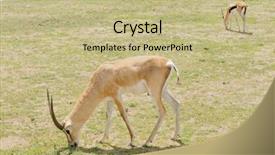  Presentation with name - Amazing presentation theme having closeup of grant's gazelle backdrop and a mint green colored foreground