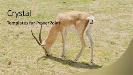  Presentation with name - Cool new slides with closeup of grant's gazelle backdrop and a coral colored foreground