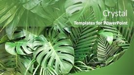  Presentation with palm tree - Presentation theme with closeup-green-tropical-palm-tree background and a seafoam green colored foreground