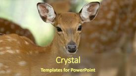  Presentation with whitetail deer - Audience pleasing presentation theme consisting of closeup head of a whitetail deer backdrop and a tawny brown colored foreground
