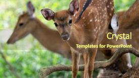  Presentation with whitetail deer - Presentation theme with closeup head of a whitetail deer background and a tawny brown colored foreground