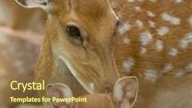  Presentation with whitetail deer - Amazing slides having closeup head of a whitetail deer backdrop and a tawny brown colored foreground