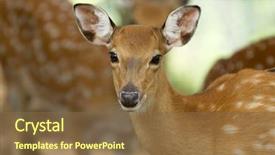  Presentation with whitetail deer - PPT theme having closeup head of a whitetail deer background and a tawny brown colored foreground