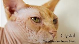  Presentation with head and neck - Slide set featuring closeup head of sphinx cat background and a coral colored foreground