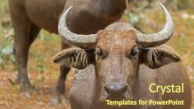  Presentation with water sun - Presentation design featuring closeup headshot of brown domestic asian water buffalo standing in the afternoon sun in thailand bubalus bubalis background and a tawny brown colored foreground