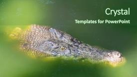  Presentation with crocodile - Beautiful presentation design featuring closeup headshot of saltwater crocodile backdrop and a tawny brown colored foreground
