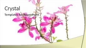  Presentation with leave - PPT theme enhanced with closeup hong kong orchid flower background and a pink colored foreground