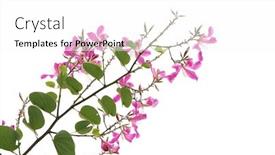  Presentation with leave - Beautiful theme featuring closeup hong kong orchid flower or bauhinia with a green leave isolated on white backdrop and a white colored foreground