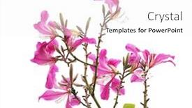  Presentation with leave - Audience pleasing PPT layouts consisting of closeup hong kong orchid flower or bauhinia with a green leave isolated on white backdrop and a white colored foreground