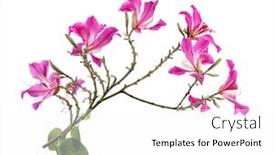  Presentation with hong kong - Amazing theme having closeup-hong-kong-orchid-flower backdrop and a white colored foreground