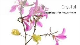  Presentation with hong kong - Slides having closeup-hong-kong-orchid-flower background and a white colored foreground