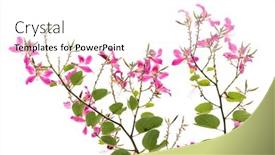  Presentation with leave - Amazing PPT theme having closeup-hong-kong-orchid-flower backdrop and a white colored foreground