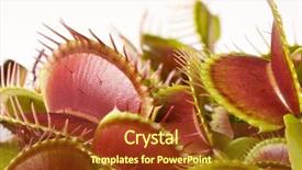  Presentation with plant - Beautiful theme featuring closeup image of a carnivorous backdrop and a tawny brown colored foreground