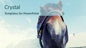  Presentation with horse food - PPT theme having closeup image of a horse background and a light blue colored foreground