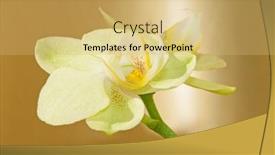  Presentation with golden yellow - Colorful slide set enhanced with closeup image of a pale yellow bloom of a phalaenopsis orchid against golden background backdrop and a yellow colored foreground