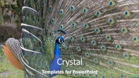  Presentation with peacock - Theme with closeup-image-of-a-peacock background and a  colored foreground