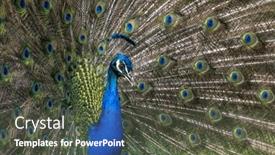  Presentation with peacock - Presentation having closeup-image-of-a-peacock background and a dark gray colored foreground