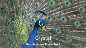  Presentation with peacock - Slides featuring closeup-image-of-a-peacock and a  colored foreground